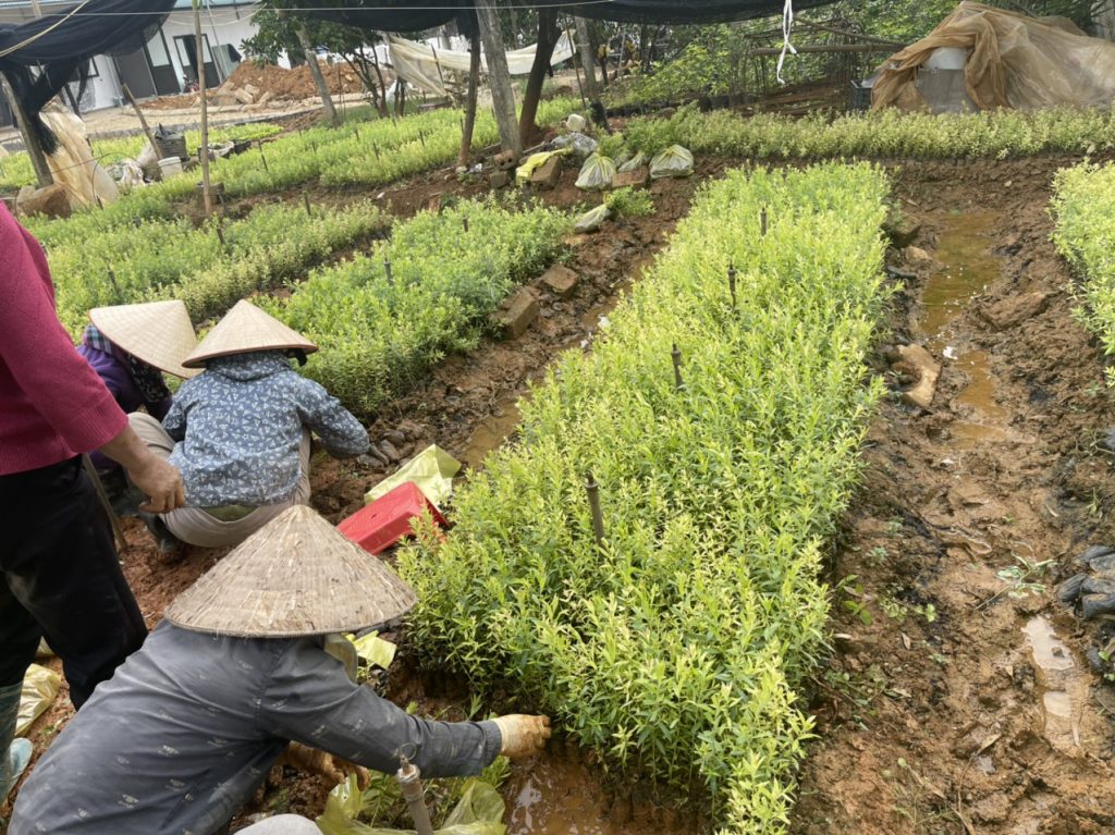 Tràm Viên Minh