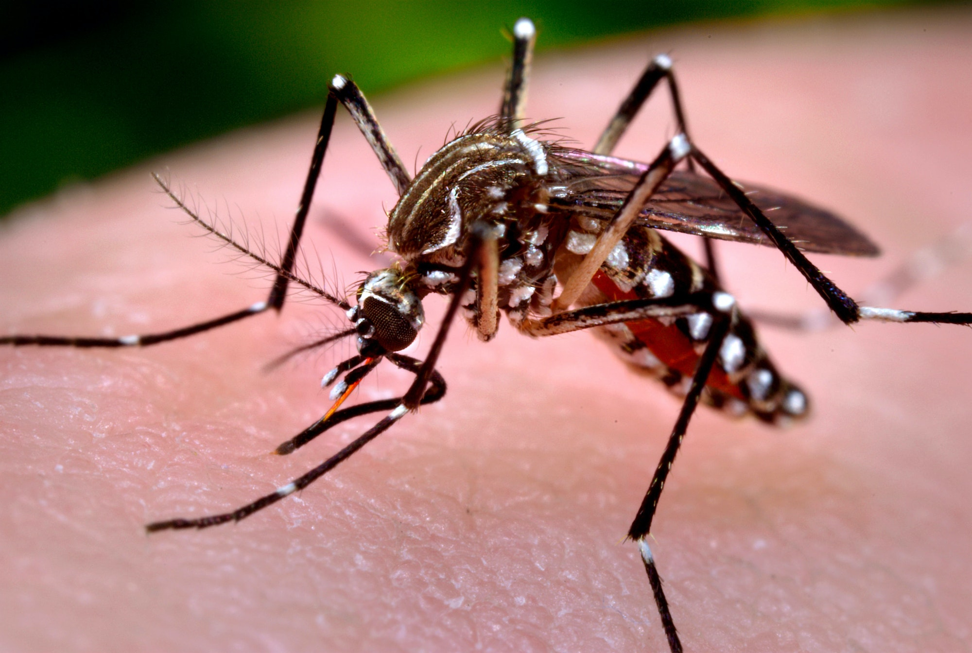 Muỗi vằn-Vật trung gian lây truyền sốt xuất huyết