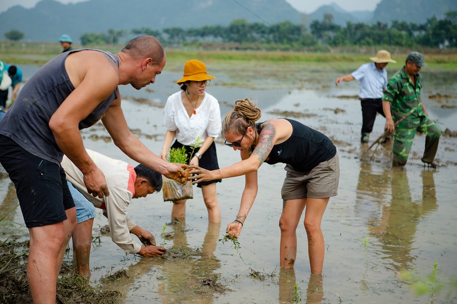 Cây tràm được trồng ở những vùng đất chiêm trũng tại Ninh Bình