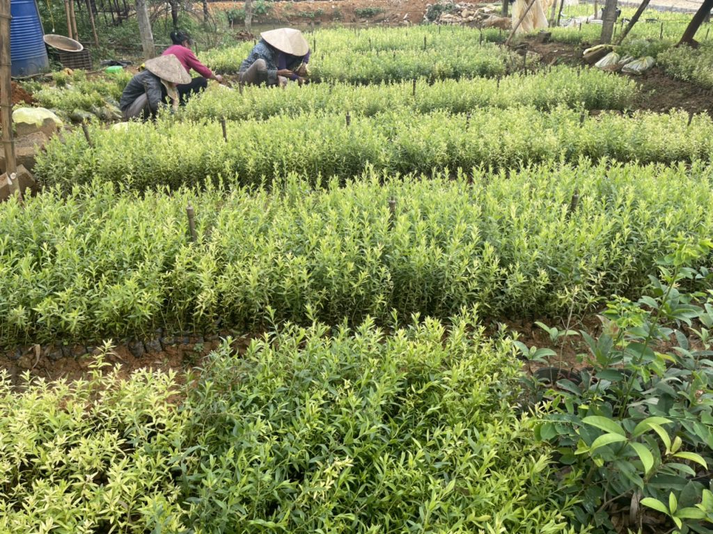 Cây con sau khi được ươm đủ thời gian, chờ để trồng xuống ruộng