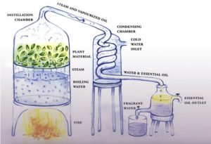 Tinh dầu tràm được chưng cất theo phương pháp lôi cuốn hơi nước